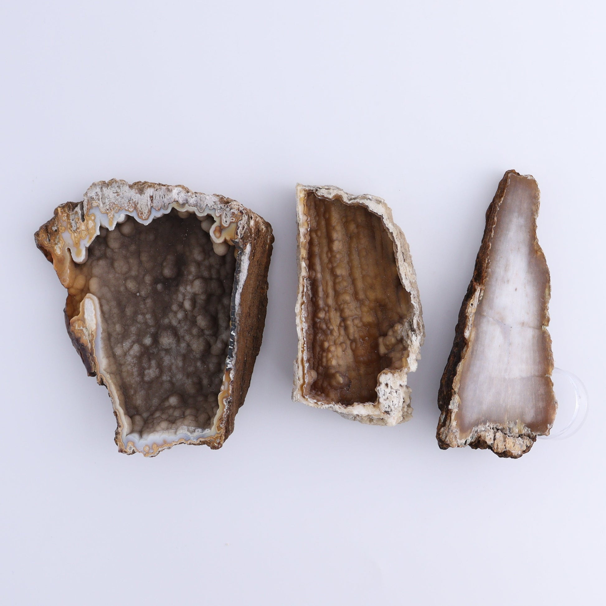 Agatized Coral Flat - Expert Wholesale and Supplier of Wholesale Crystals & Bulk Gemstones, ["Agate","Agatized Coral","Coral","United States"]