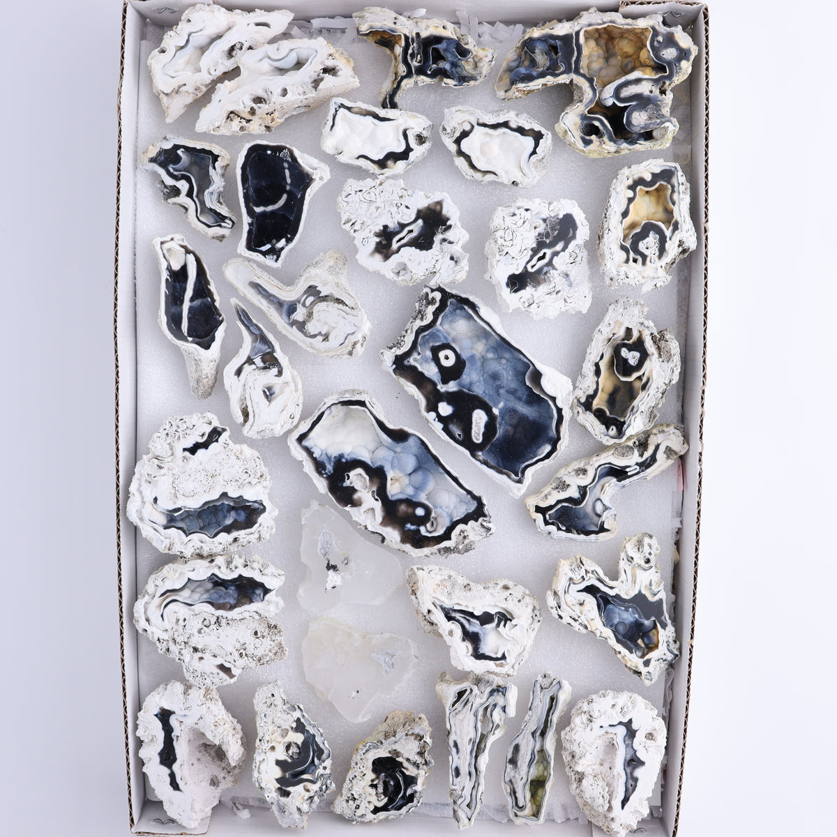 Agatized Coral Flat | Mi Esperanza Minerals | Supplier of Crystals and Onyx