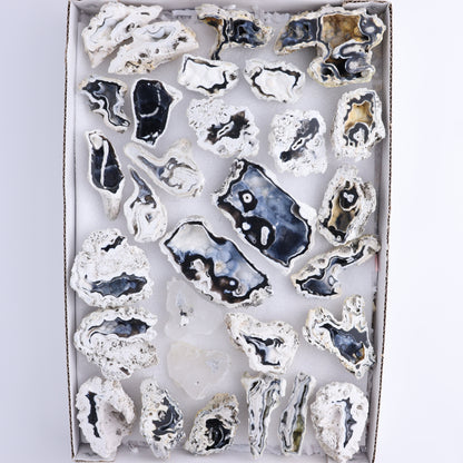 Agatized Coral Flat | Mi Esperanza Minerals | Supplier of Crystals and Onyx