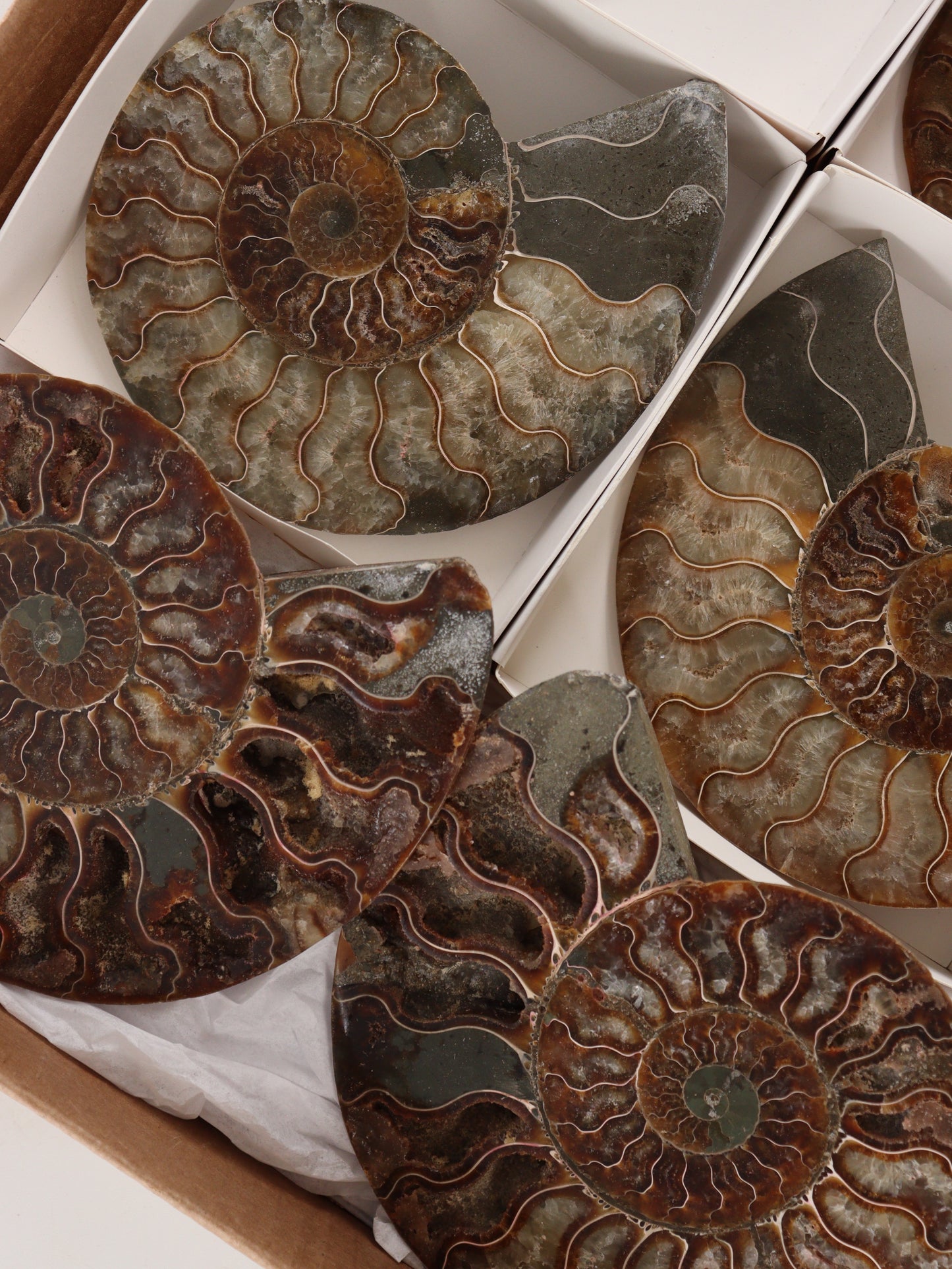 Ammonite Pairs Set of 4