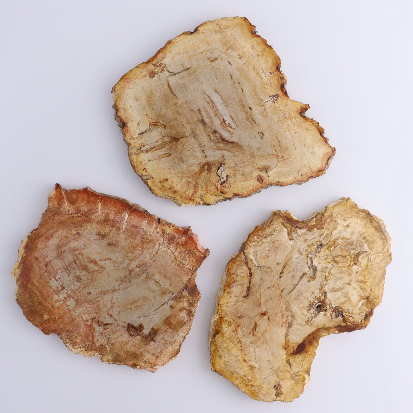 Petrified Wood Slices & Slabs Set of 3 - Expert Wholesale and Supplier of Wholesale Crystals & Bulk Gemstones, ["Freeforms","Indonesia","Petrified Wood","Slices and Slabs"]