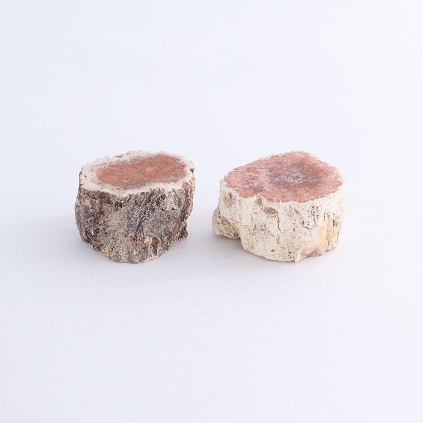 Petrified Wood Cut Bases Set of 10 - Expert Wholesale and Supplier of Wholesale Crystals & Bulk Gemstones, ["Cut Base","Petrified Wood"]