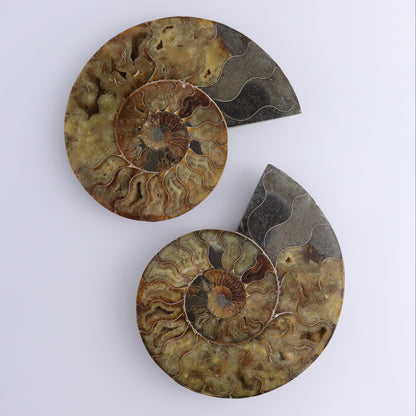 Ammonite Pair - Expert Wholesale and Supplier of Wholesale Crystals & Bulk Gemstones, ["Ammonite","Madagascar","shells"]