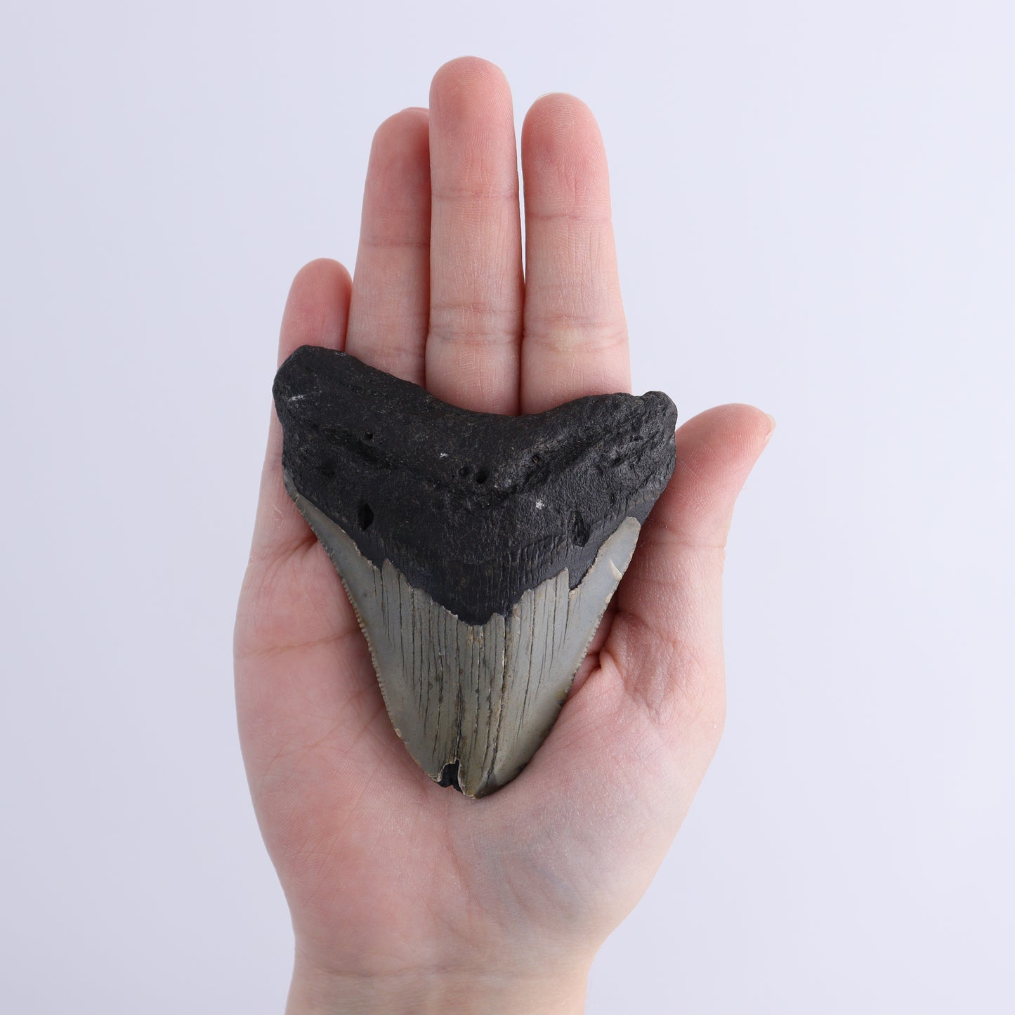 Megalodon Teeth Set of 3 - Expert Wholesale and Supplier of Wholesale Crystals & Bulk Gemstones, ["Megalodon Teeth","United States"]