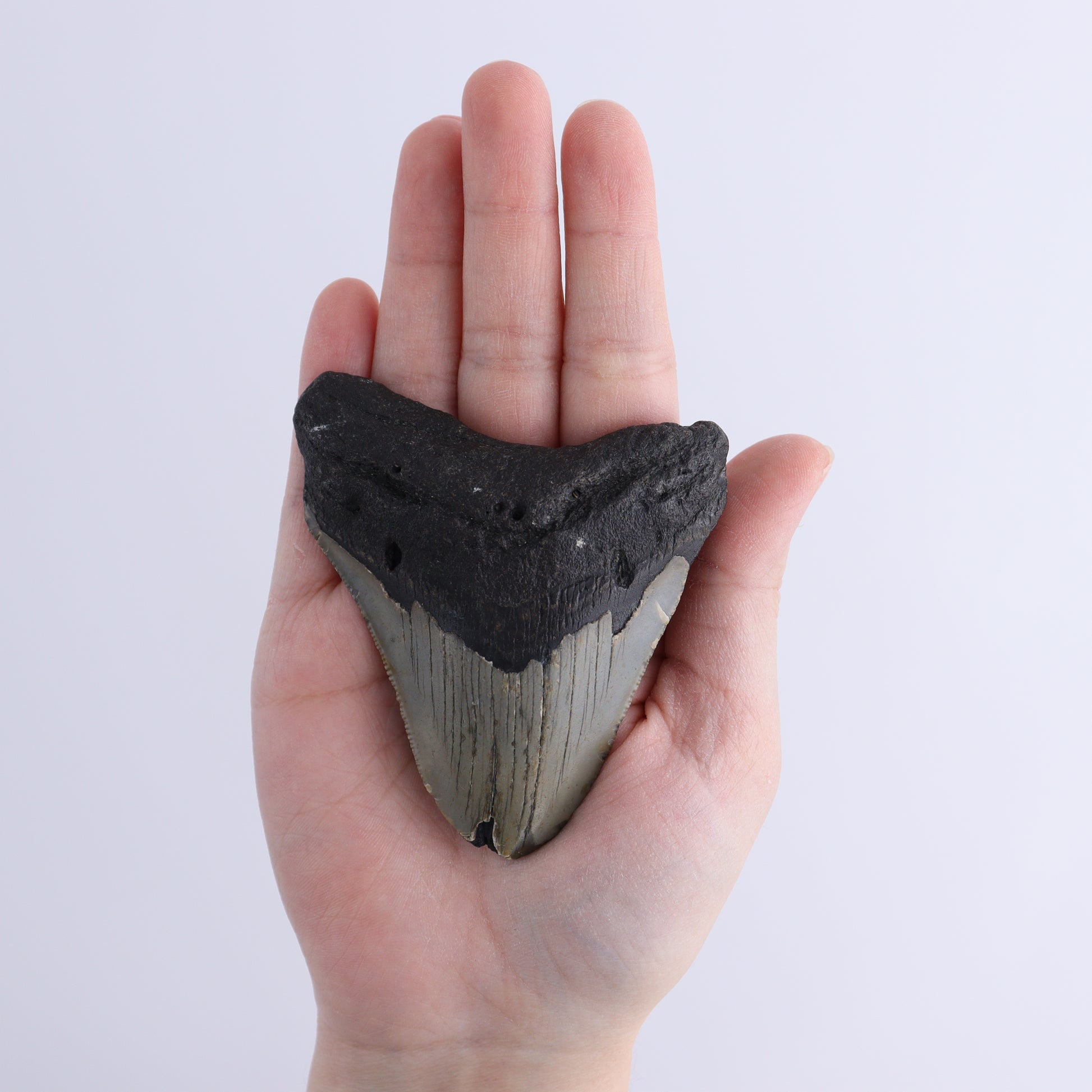 Megalodon Teeth Set of 3 - Expert Wholesale and Supplier of Wholesale Crystals & Bulk Gemstones, ["Megalodon Teeth","United States"]