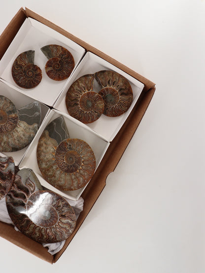 Ammonite Pairs Set of 4