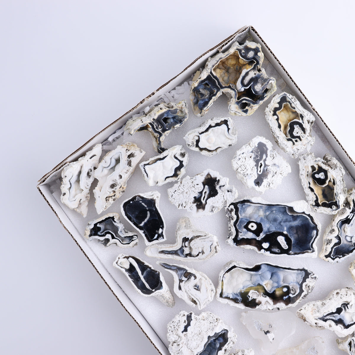Agatized Coral Flat | Mi Esperanza Minerals | Supplier of Crystals and Onyx