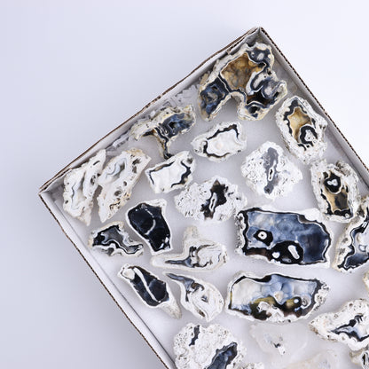 Agatized Coral Flat | Mi Esperanza Minerals | Supplier of Crystals and Onyx