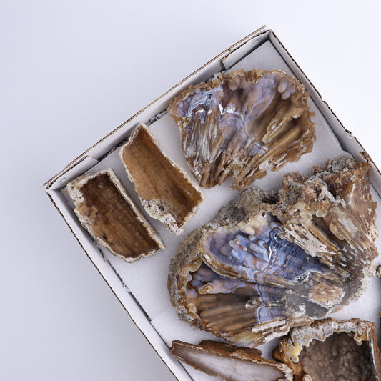 Agatized Coral Flat - Expert Wholesale and Supplier of Wholesale Crystals & Bulk Gemstones, ["Agate","Agatized Coral","Coral","United States"]