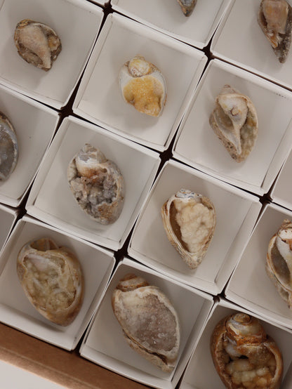 Fossil Shell Flat Set of 20 - Expert Wholesale and Supplier of Wholesale Crystals & Bulk Gemstones, []