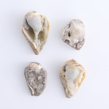 Crystalized Shells Set of 4