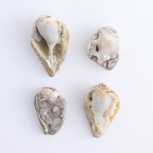 Crystalized Shells Set of 4