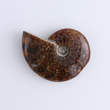 Ammonite Shells Set of 5