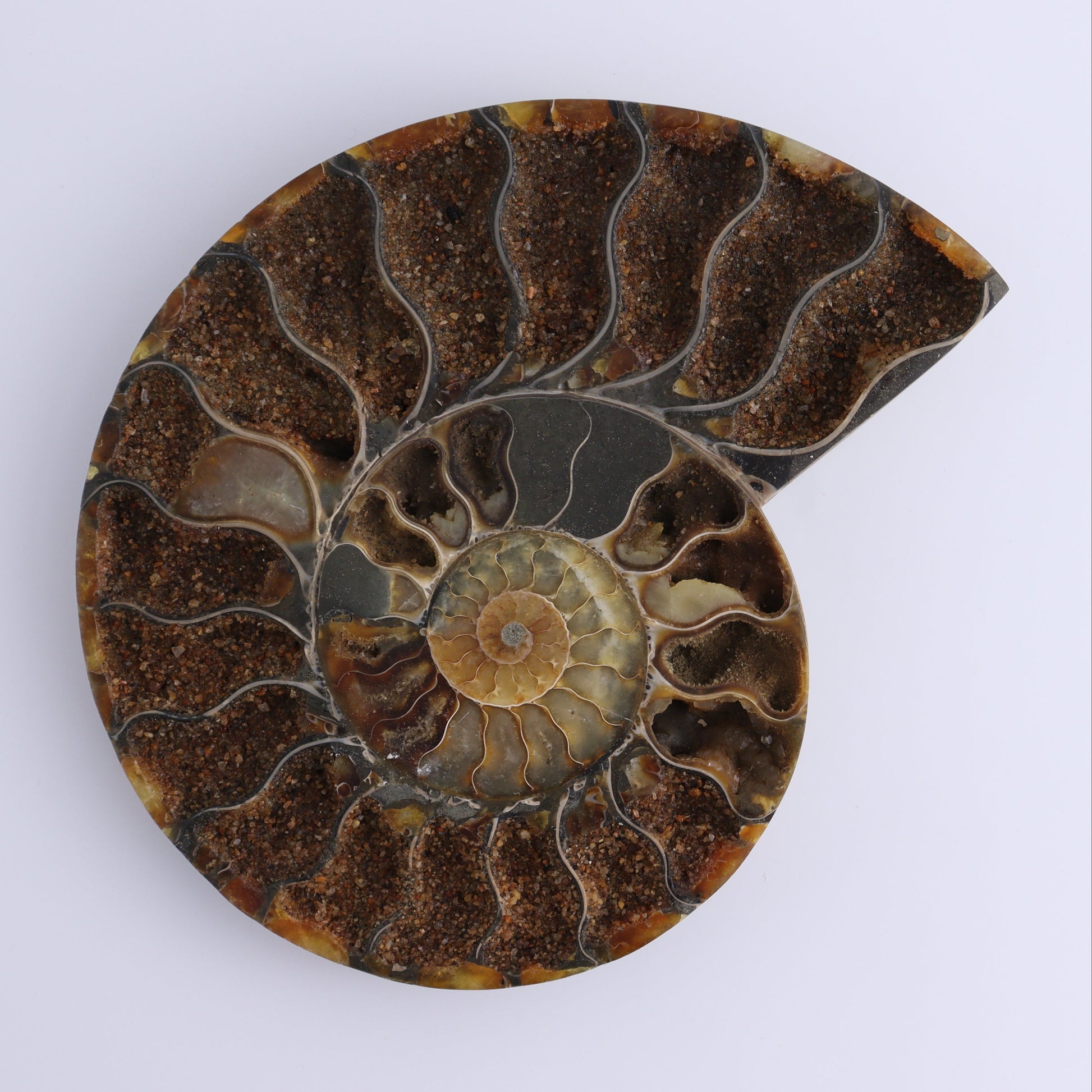 Ammonite Pair - Expert Wholesale and Supplier of Wholesale Crystals & Bulk Gemstones, ["Ammonite","Madagascar","shells"]