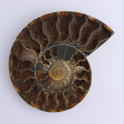Ammonite Pair - Expert Wholesale and Supplier of Wholesale Crystals & Bulk Gemstones, ["Ammonite","Madagascar","shells"]