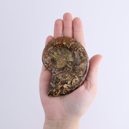 Ammonite Bowls Set of 4 - Expert Wholesale and Supplier of Wholesale Crystals & Bulk Gemstones, ["Ammonite","close_30","Madagascar","shells"]