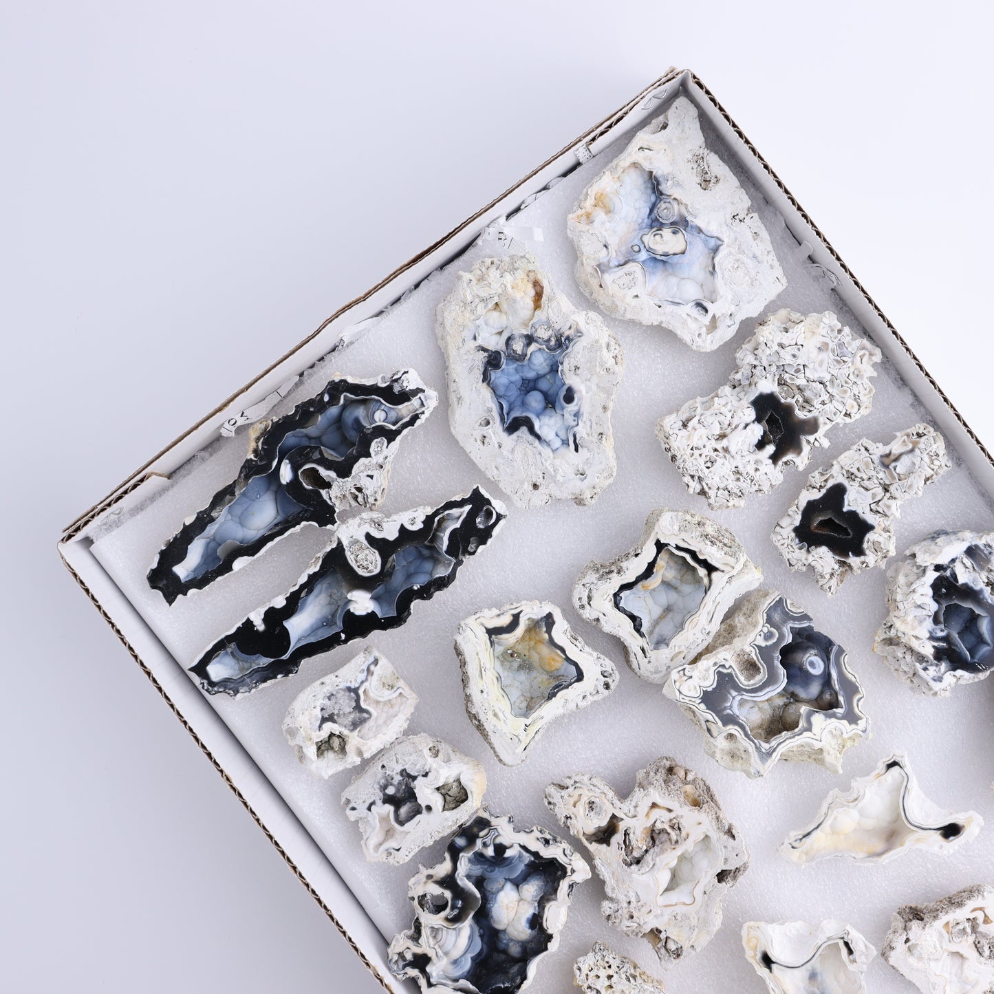 Agatized Coral Flat - Expert Wholesale and Supplier of Wholesale Crystals & Bulk Gemstones, ["Agate","Agatized Coral","Coral","United States"]