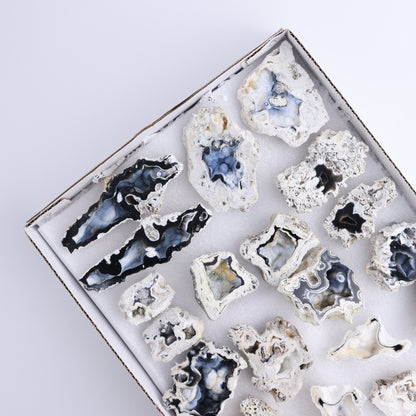 Agatized Coral Flat - Expert Wholesale and Supplier of Wholesale Crystals & Bulk Gemstones, ["Agate","Agatized Coral","Coral","United States"]