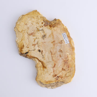 Petrified Wood Slices & Slabs Set of 3 - Expert Wholesale and Supplier of Wholesale Crystals & Bulk Gemstones, ["Freeforms","Indonesia","Petrified Wood","Slices and Slabs"]