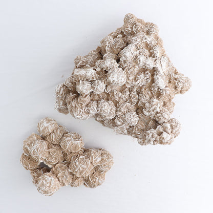 Desert Rose Set of 2