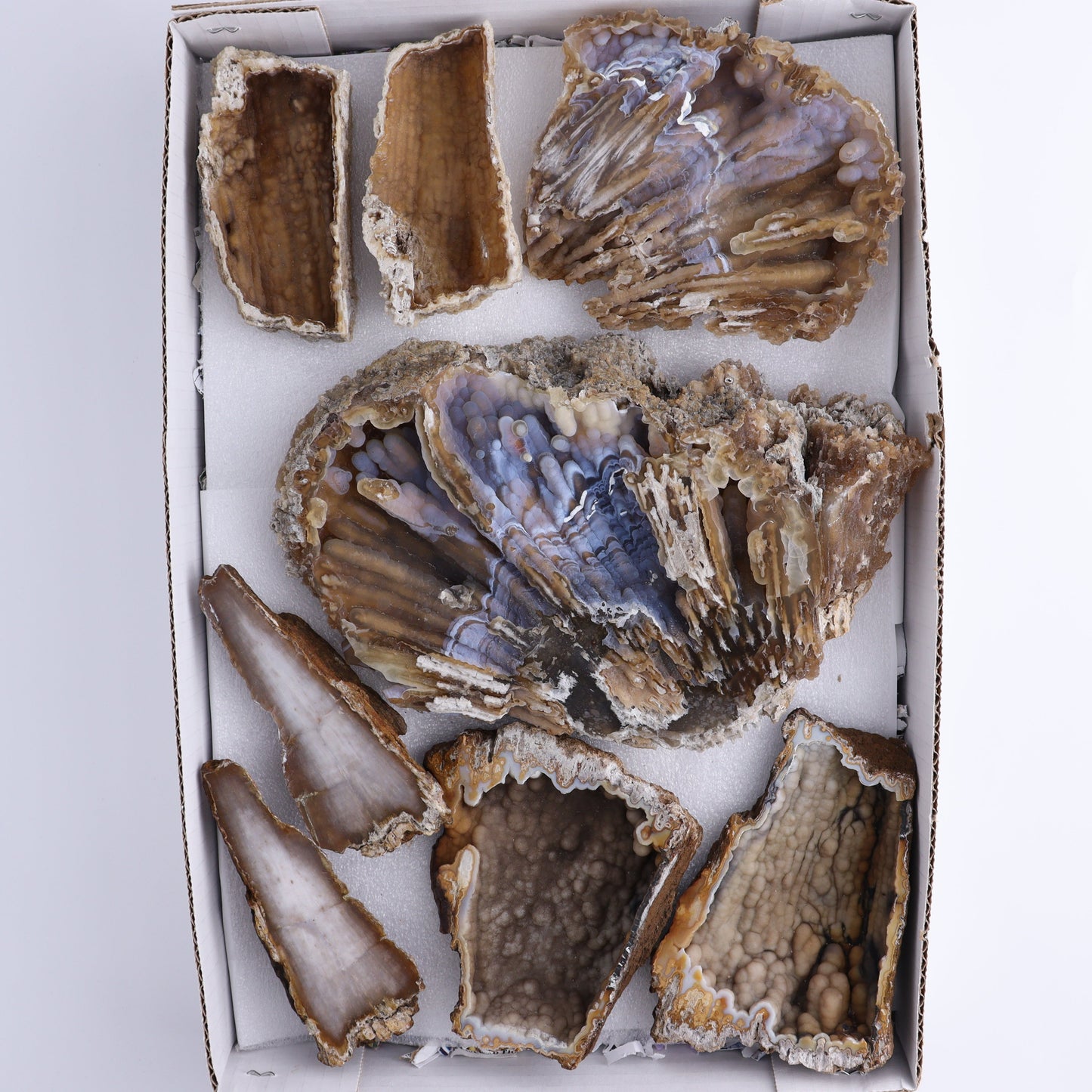 Agatized Coral Flat - Expert Wholesale and Supplier of Wholesale Crystals & Bulk Gemstones, ["Agate","Agatized Coral","Coral","United States"]