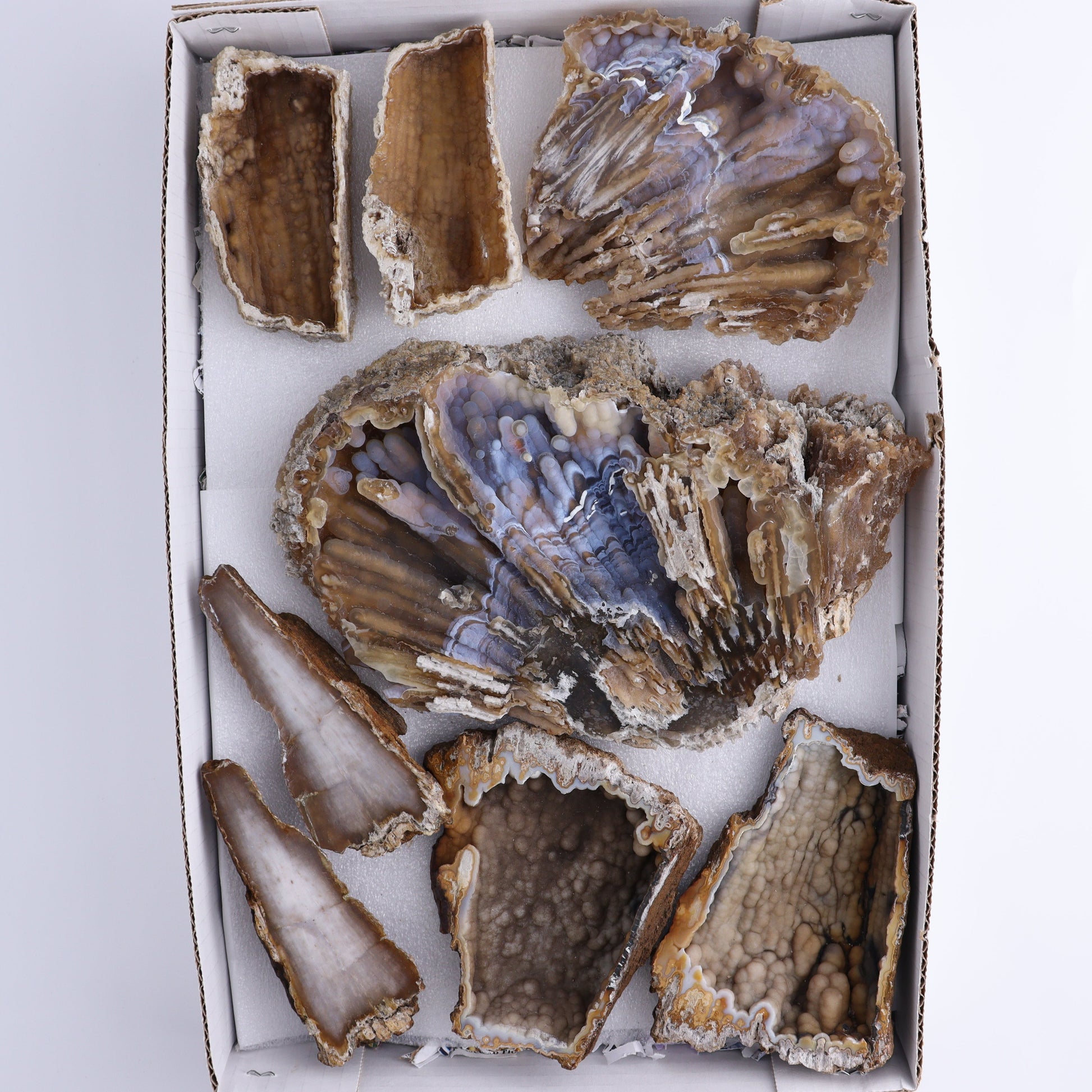 Agatized Coral Flat - Expert Wholesale and Supplier of Wholesale Crystals & Bulk Gemstones, ["Agate","Agatized Coral","Coral","United States"]