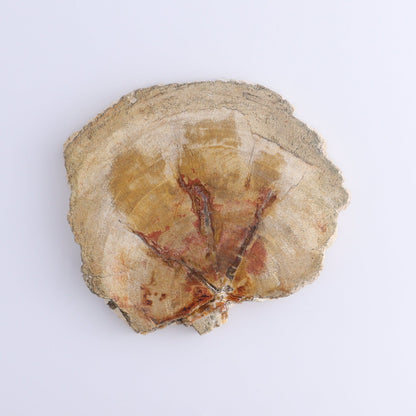 Petrified Wood Slices & Slabs Set of 4 - Expert Wholesale and Supplier of Wholesale Crystals & Bulk Gemstones, ["Freeforms","Indonesia","Petrified Wood","Slices and Slabs"]