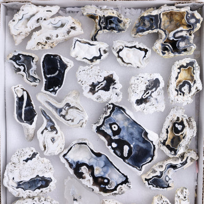 Agatized Coral Flat | Mi Esperanza Minerals | Supplier of Crystals and Onyx