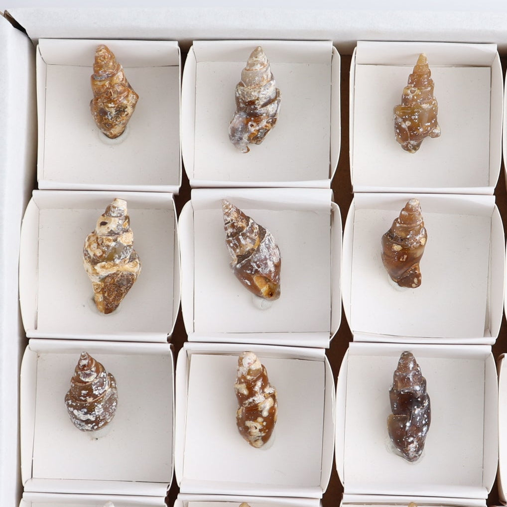 Agate-Replaced Shells Set of 18 - wholesale crystals
