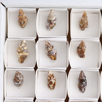 Agate-Replaced Shells Set of 18 - wholesale crystals