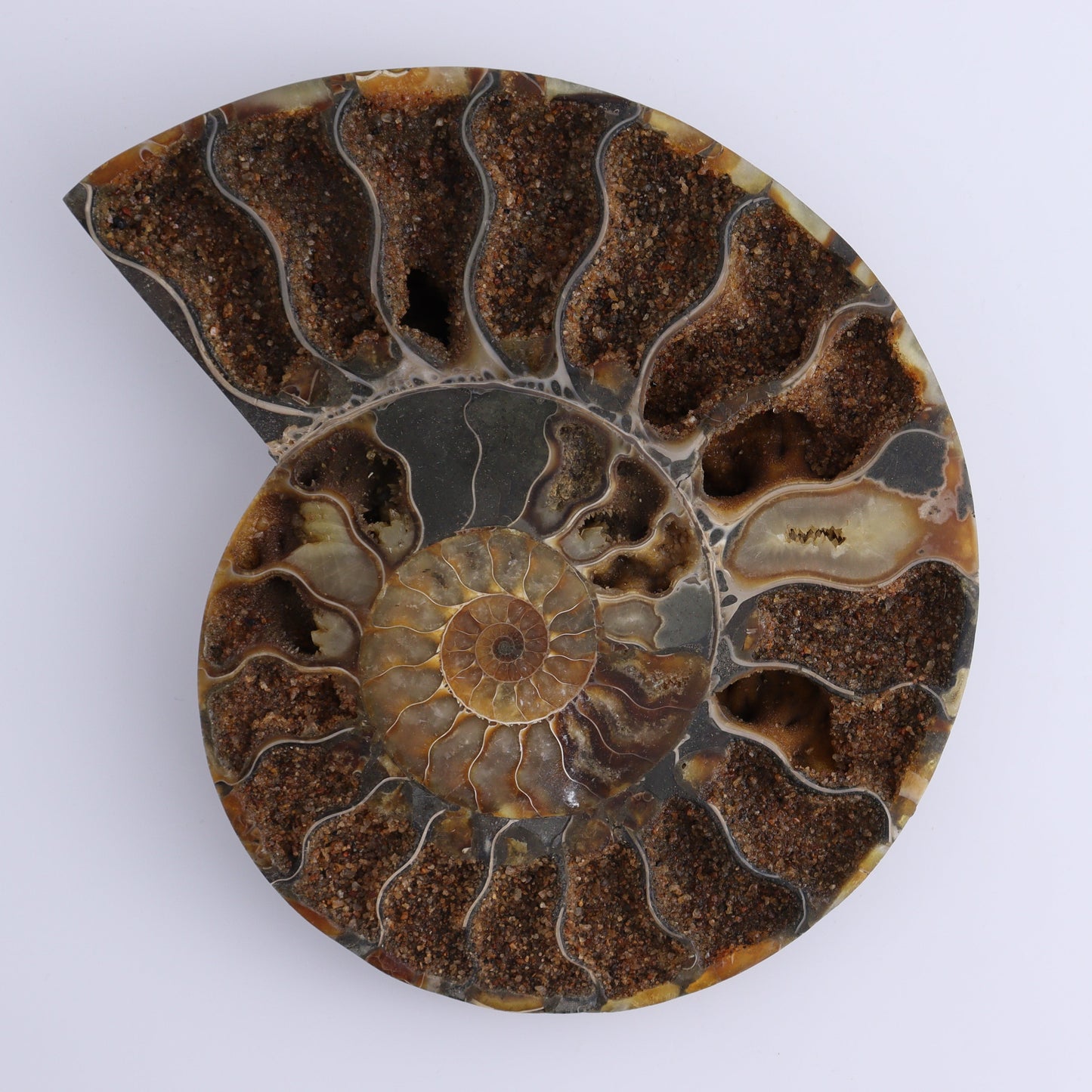 Ammonite Pair - Expert Wholesale and Supplier of Wholesale Crystals & Bulk Gemstones, ["Ammonite","Madagascar","shells"]