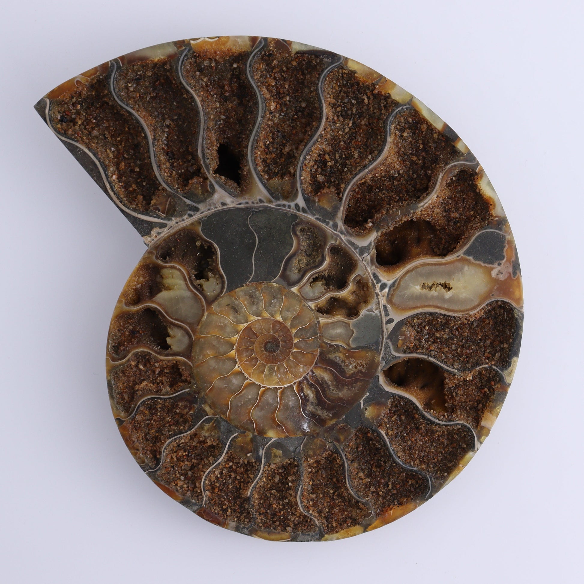 Ammonite Pair - Expert Wholesale and Supplier of Wholesale Crystals & Bulk Gemstones, ["Ammonite","Madagascar","shells"]