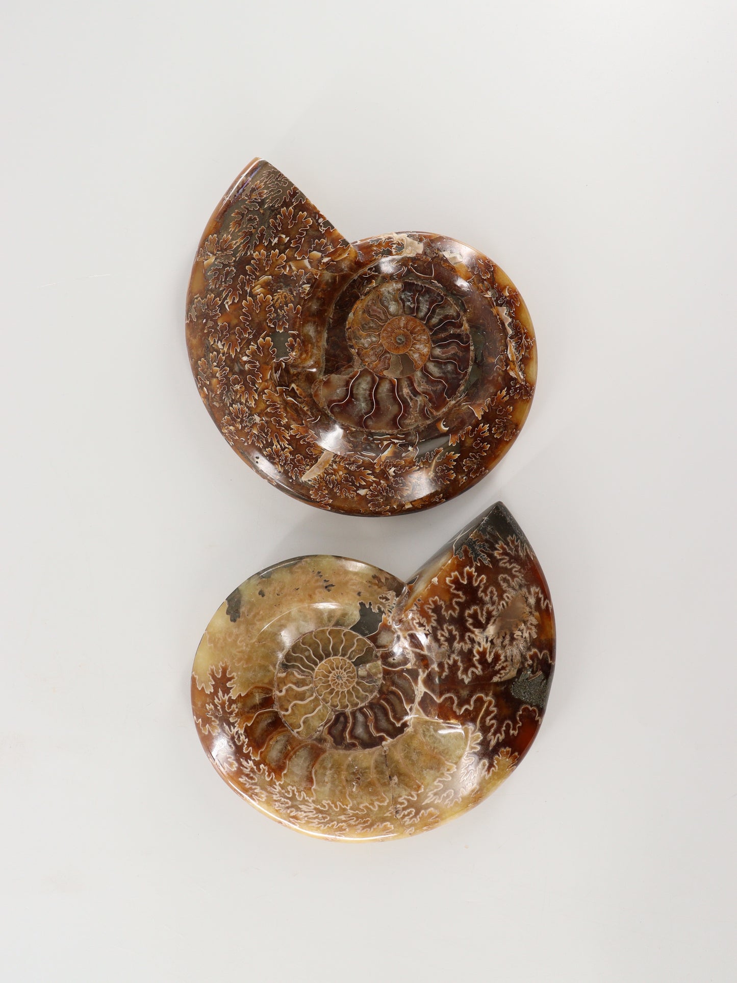 Ammonite Bowls Set of 2 - Expert Wholesale and Supplier of Wholesale Crystals & Bulk Gemstones, []