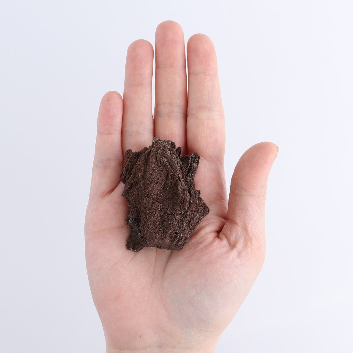 Permineralized Wood Flat of 24