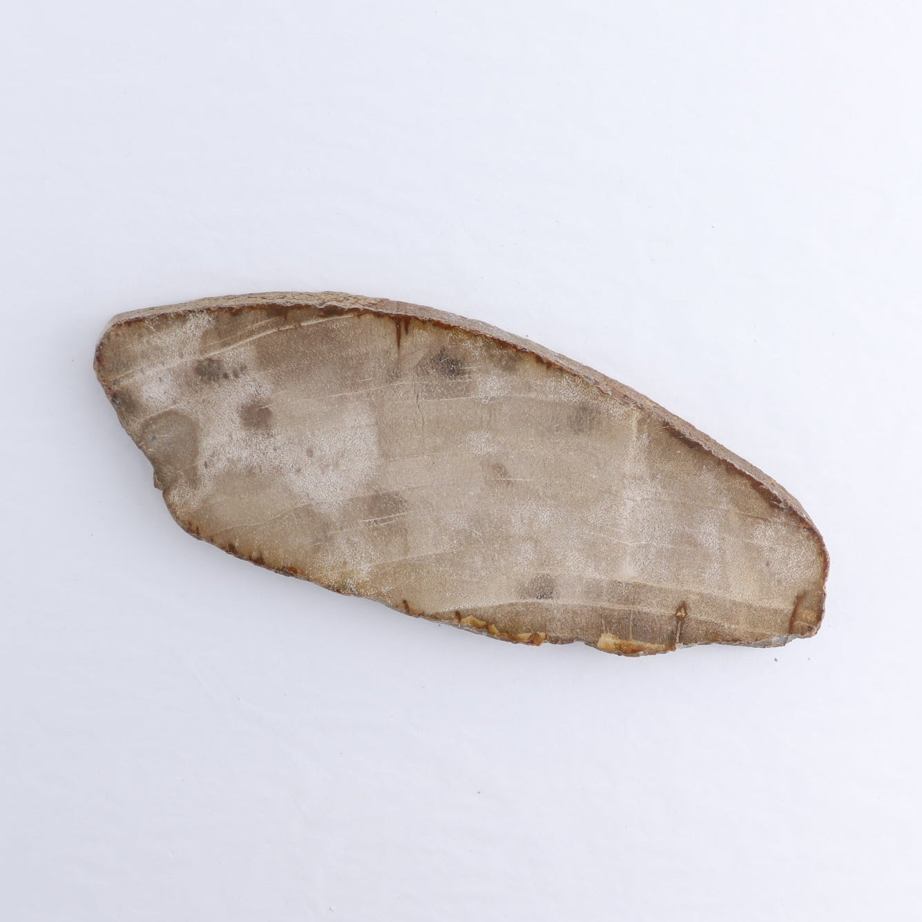 Petrified Wood Slices & Slabs Set of 4