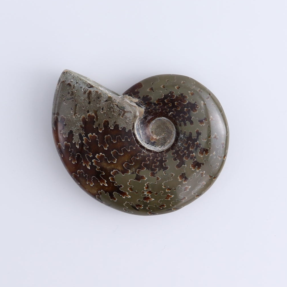 Ammonite Shells Set of 5