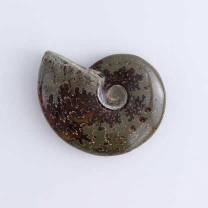 Ammonite Shells Set of 5