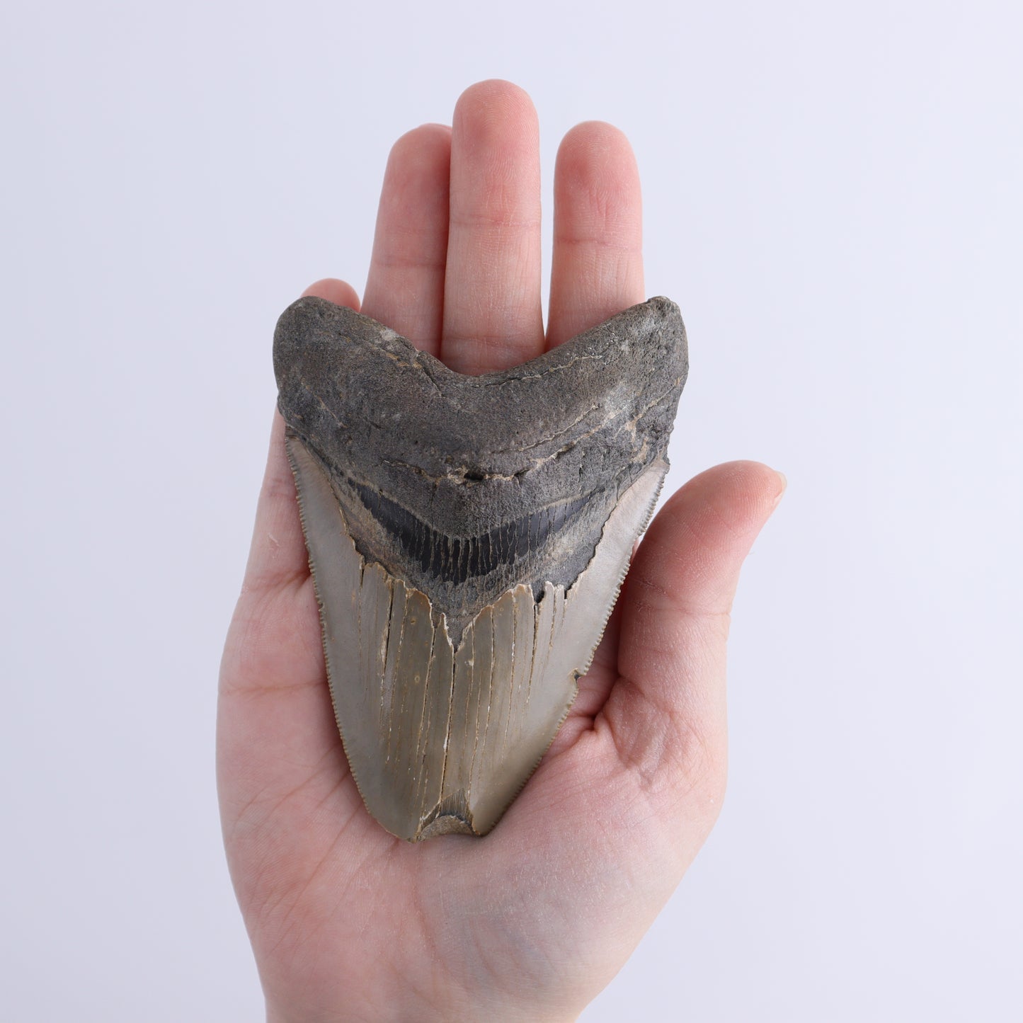 Megalodon Teeth Set of 3 - Expert Wholesale and Supplier of Wholesale Crystals & Bulk Gemstones, ["Megalodon Teeth","United States"]