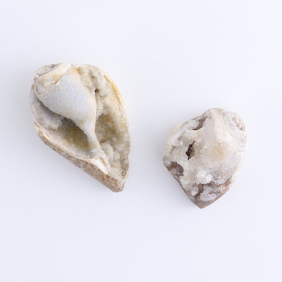 Crystalized Shells Set of 4