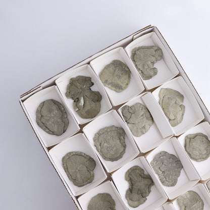 Pyrite Suns Flat of 16 - Expert Wholesale and Supplier of Wholesale Crystals & Bulk Gemstones, ["Pyrite","Suns","United States"]