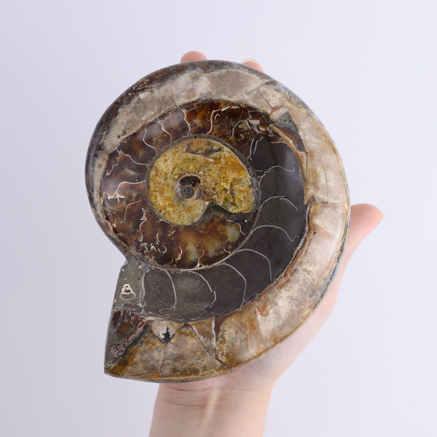Ammonite Bowls Set of 4 - Expert Wholesale and Supplier of Wholesale Crystals & Bulk Gemstones, ["Ammonite","close_30","Madagascar","shells"]