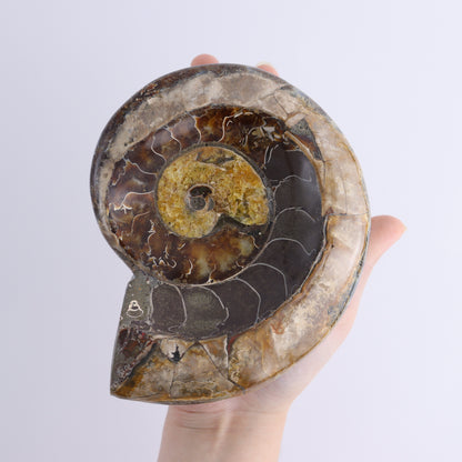 Ammonite Bowls Set of 4 - Expert Wholesale and Supplier of Wholesale Crystals & Bulk Gemstones, ["Ammonite","close_30","Madagascar","shells"]