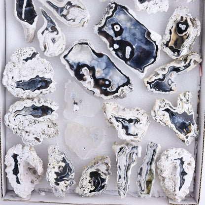 Agatized Coral Flat | Mi Esperanza Minerals | Supplier of Crystals and Onyx