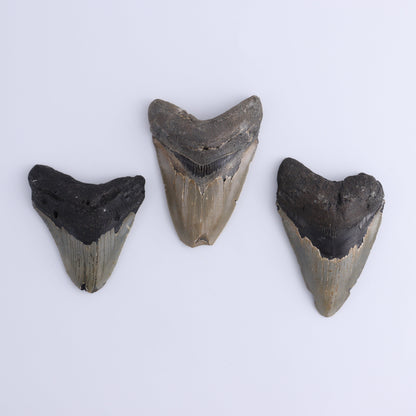 Megalodon Teeth Set of 3 - Expert Wholesale and Supplier of Wholesale Crystals & Bulk Gemstones, ["Megalodon Teeth","United States"]