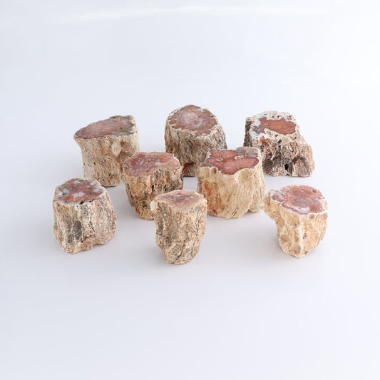 Petrified Wood Cut Bases Set of 8