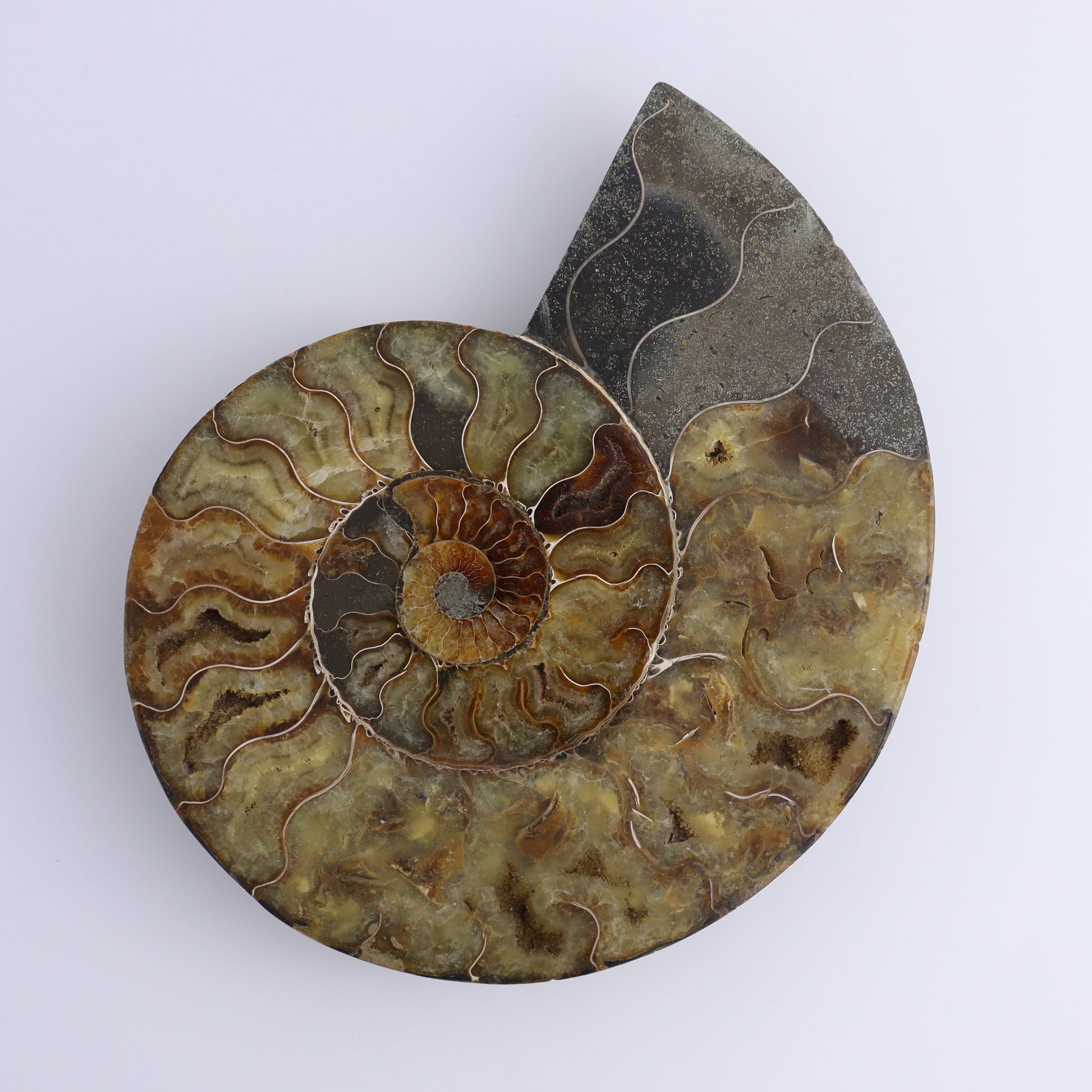 Ammonite Pair - Expert Wholesale and Supplier of Wholesale Crystals & Bulk Gemstones, ["Ammonite","Madagascar","shells"]