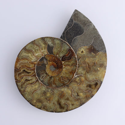 Ammonite Pair - Expert Wholesale and Supplier of Wholesale Crystals & Bulk Gemstones, ["Ammonite","Madagascar","shells"]