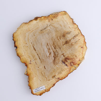 Petrified Wood Slices & Slabs Set of 3 - Expert Wholesale and Supplier of Wholesale Crystals & Bulk Gemstones, ["Freeforms","Indonesia","Petrified Wood","Slices and Slabs"]