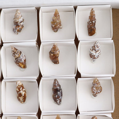 Agate-Replaced Shells Set of 18 - wholesale crystals