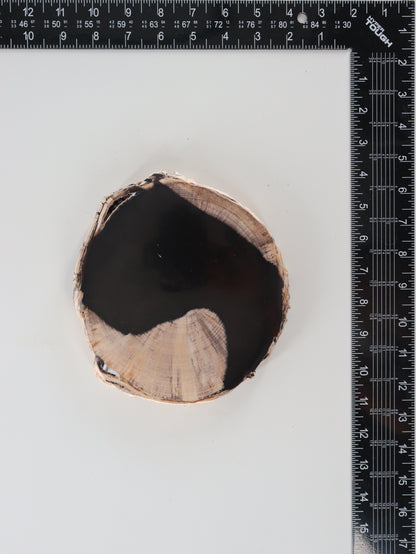 Petrified Wood Slices and Slabs Set of 3 - Expert Wholesale and Supplier of Wholesale Crystals & Bulk Gemstones, []
